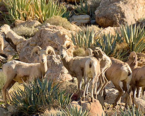 Pueblos Mágicos - Tecate