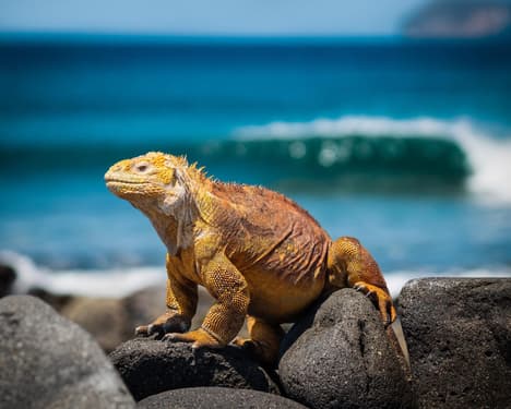 $1775 - Discovering Ecuador 11Days w/US air!