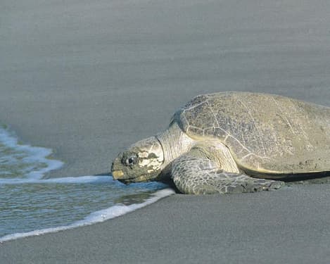 Rundreise "Höhepunkte Costa Ricas" & Baden am Karibikstrand in Cahuita