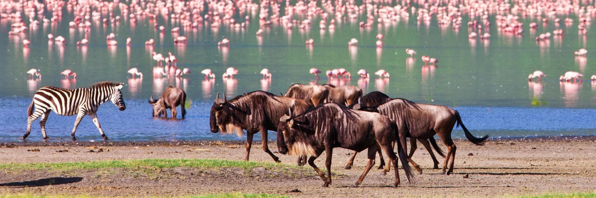 {banner.destination.getName(myLang)}